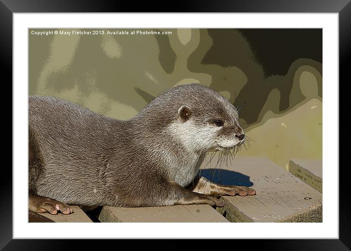 Otter  (Lutra lutra) Framed Mounted Print by Mary Fletcher