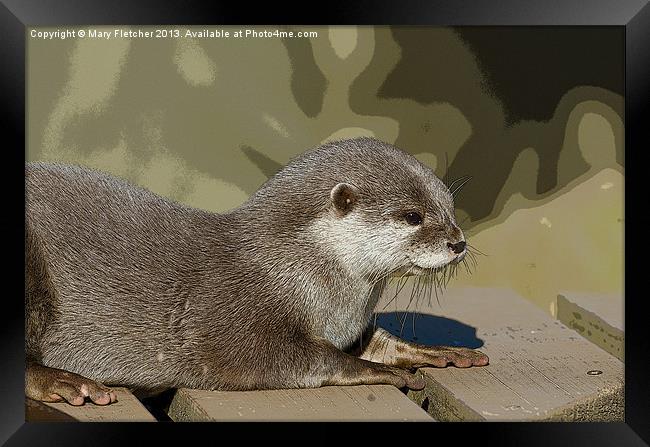 Otter  (Lutra lutra) Framed Print by Mary Fletcher