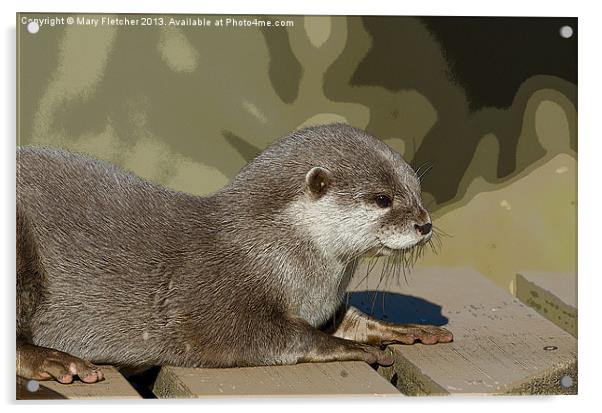 Otter  (Lutra lutra) Acrylic by Mary Fletcher