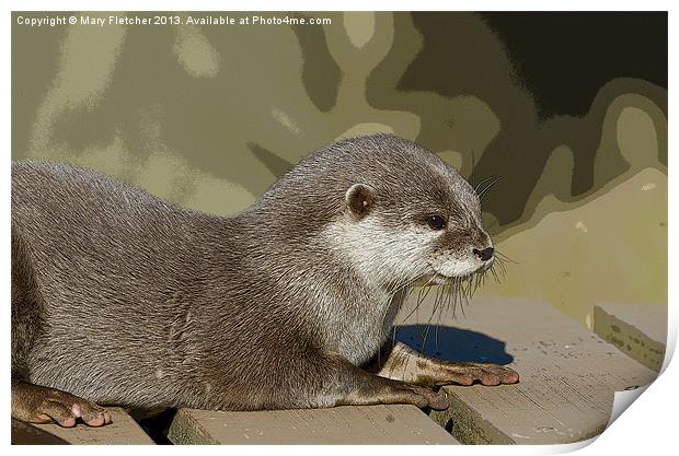 Otter  (Lutra lutra) Print by Mary Fletcher