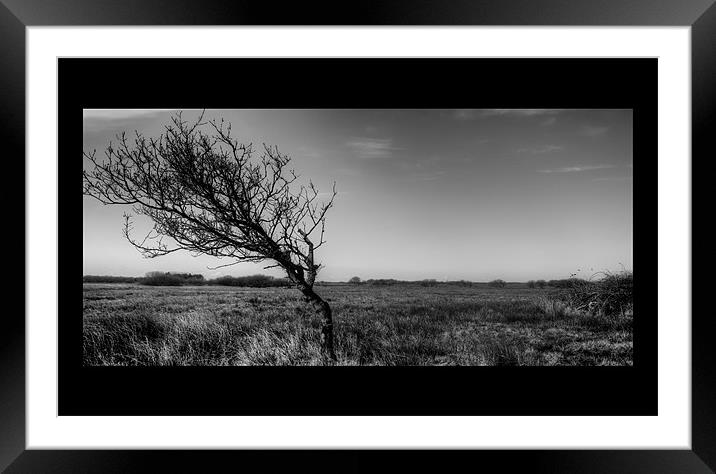 Windblown Tree IPhone Case Framed Mounted Print by Dean Messenger