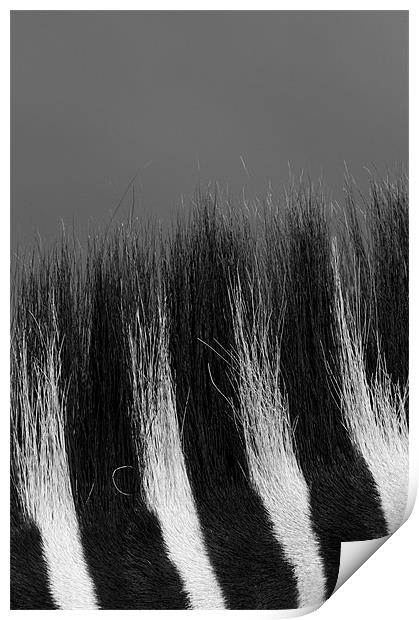 Zebra mane Print by Nigel Atkinson