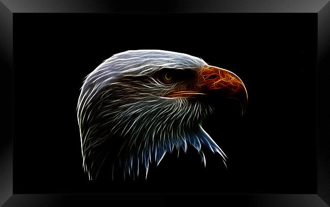 bald eagle iPhone Case Framed Print by Dean Messenger