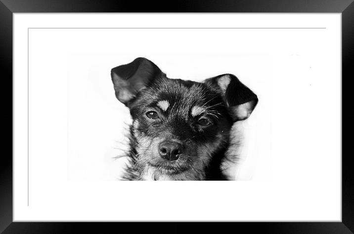 Puppy iPhone case Framed Mounted Print by Dean Messenger