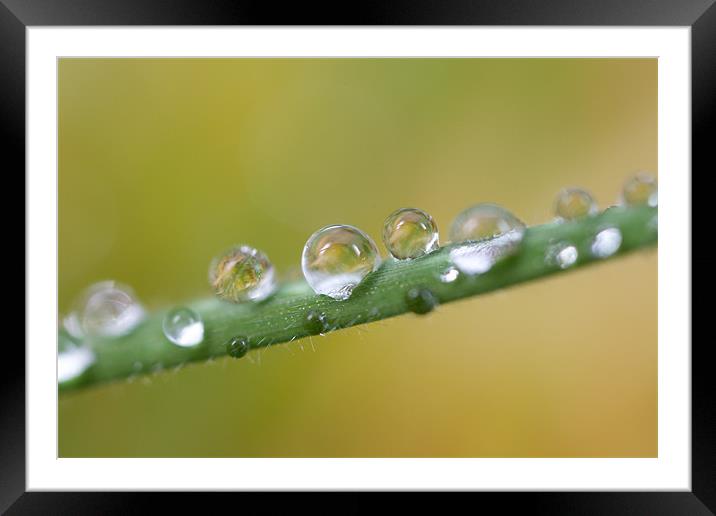 Water Droplets Framed Mounted Print by Nigel Atkinson