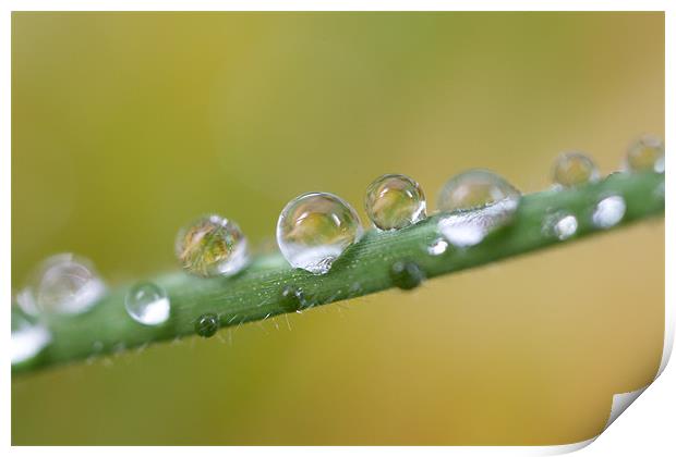 Water Droplets Print by Nigel Atkinson
