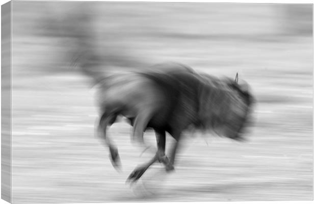 Running Wildebeest Canvas Print by Nigel Atkinson