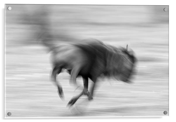 Running Wildebeest Acrylic by Nigel Atkinson