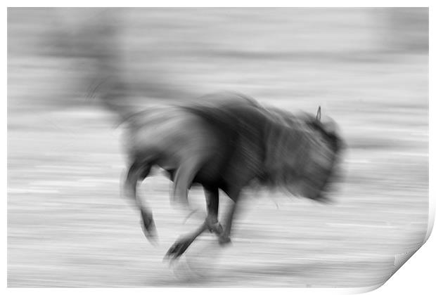 Running Wildebeest Print by Nigel Atkinson