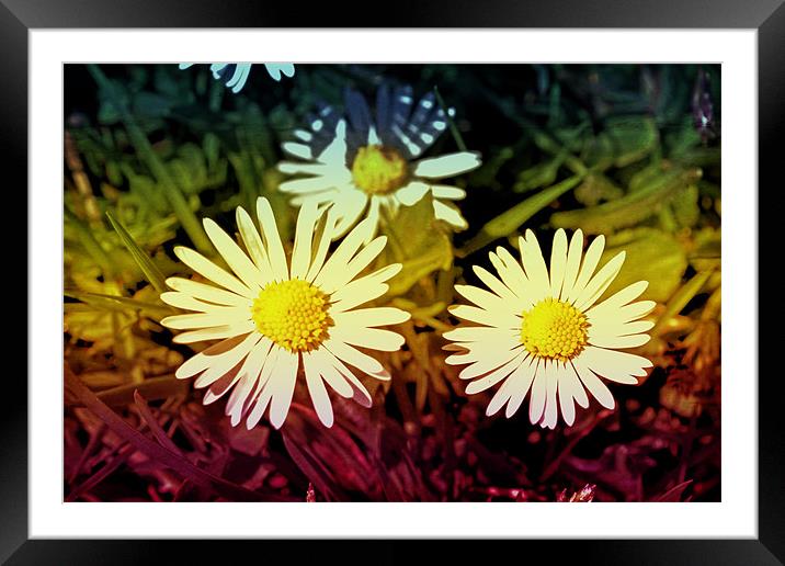 Daisy flowers. Framed Mounted Print by Nadeesha Jayamanne