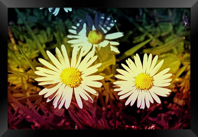 Daisy flowers. Framed Print by Nadeesha Jayamanne