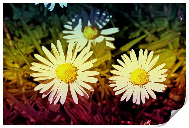 Daisy flowers. Print by Nadeesha Jayamanne