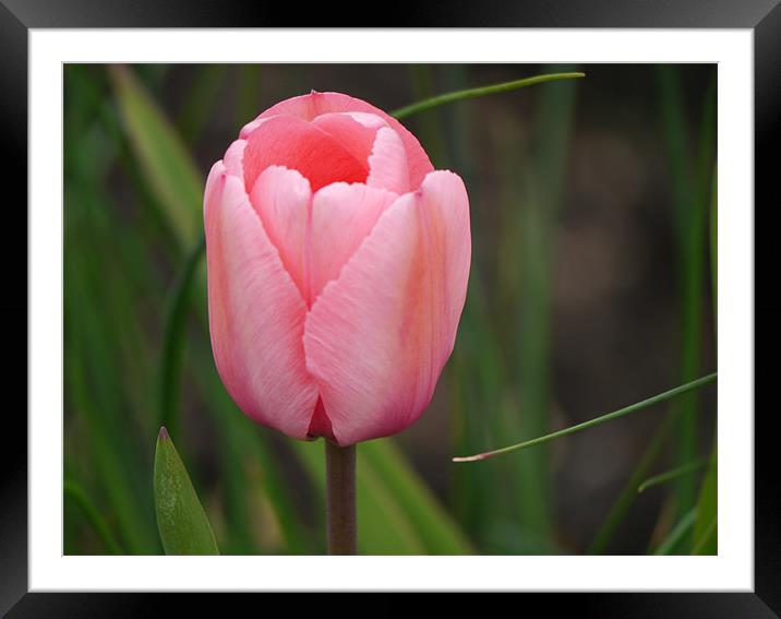 Pink tulip Framed Mounted Print by sharon bennett