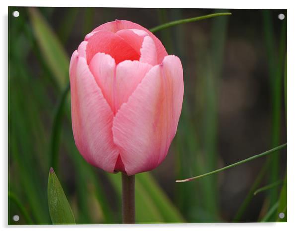 Pink tulip Acrylic by sharon bennett
