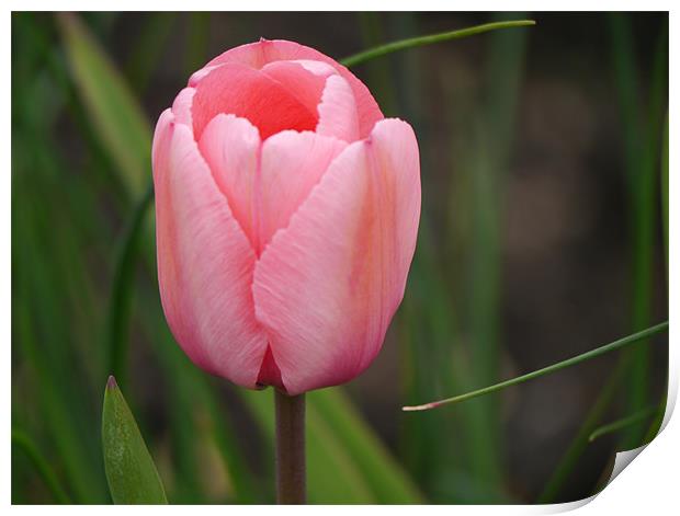 Pink tulip Print by sharon bennett