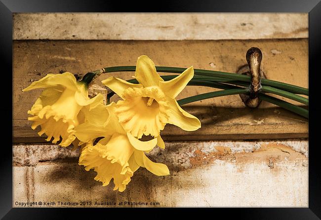 Hanging Daffodils Framed Print by Keith Thorburn EFIAP/b