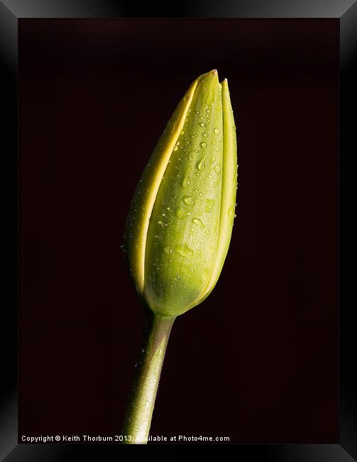 Tulip Bud Framed Print by Keith Thorburn EFIAP/b