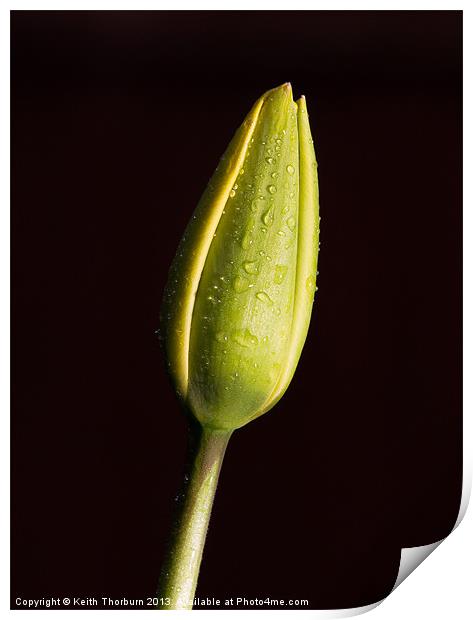 Tulip Bud Print by Keith Thorburn EFIAP/b