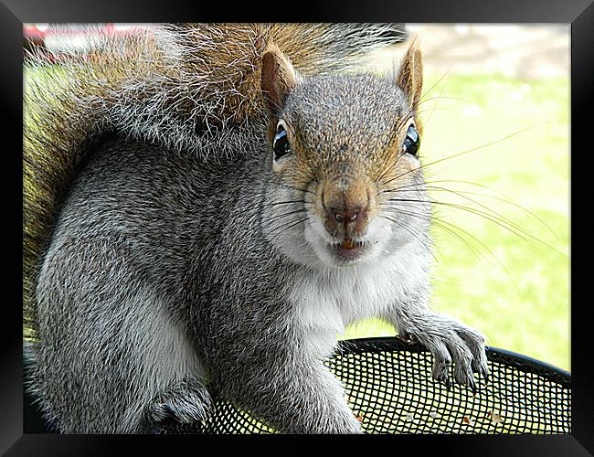 Squirrel in bird feeder Framed Print by Sandra Beale
