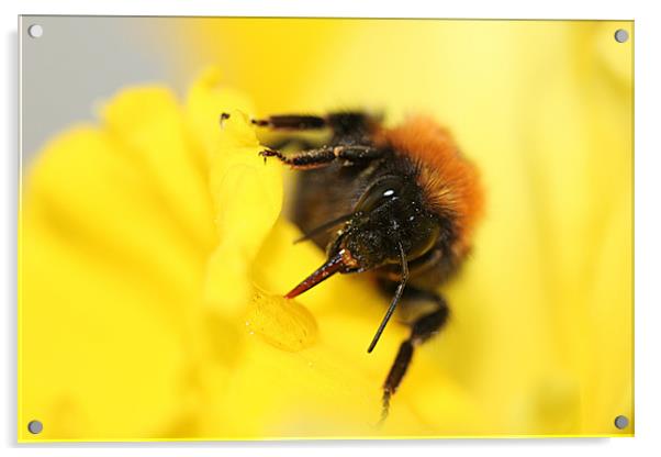 Bee on daffodil Acrylic by Sandra Beale