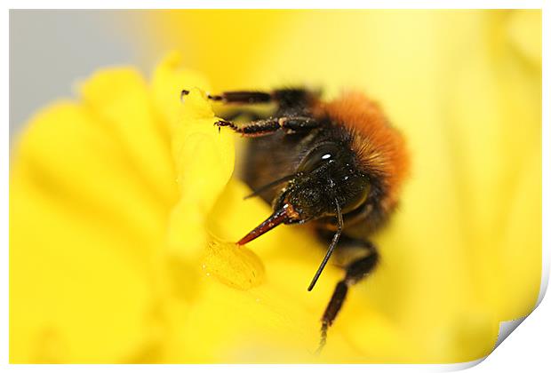 Bee on daffodil Print by Sandra Beale