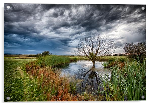 Waterlogged Tree Under A Storm Cloud Acrylic by Nigel Jones