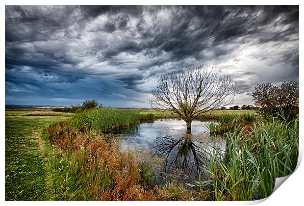 Waterlogged Tree Under A Storm Cloud Print by Nigel Jones