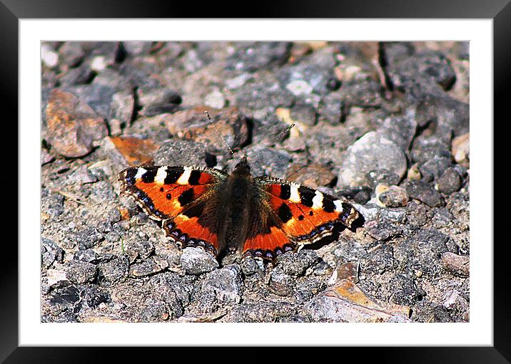 Butterfly on stones Framed Mounted Print by Sandra Beale