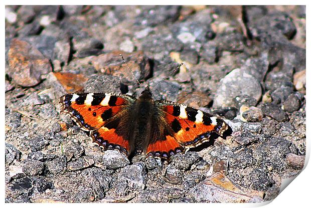 Butterfly on stones Print by Sandra Beale