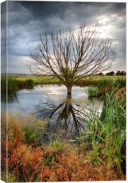 Waterlogged Tree Canvas Print by Nigel Jones