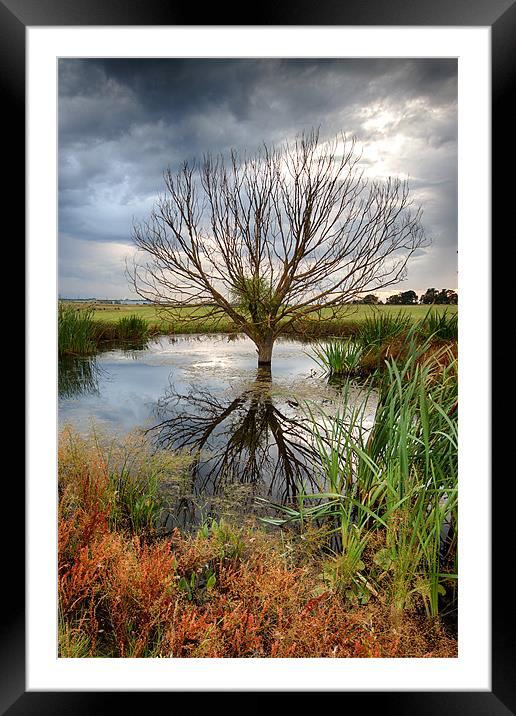 Waterlogged Tree Framed Mounted Print by Nigel Jones