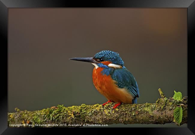 Common Kingfisher Framed Print by Paul Scoullar