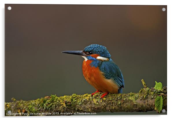 Common Kingfisher Acrylic by Paul Scoullar