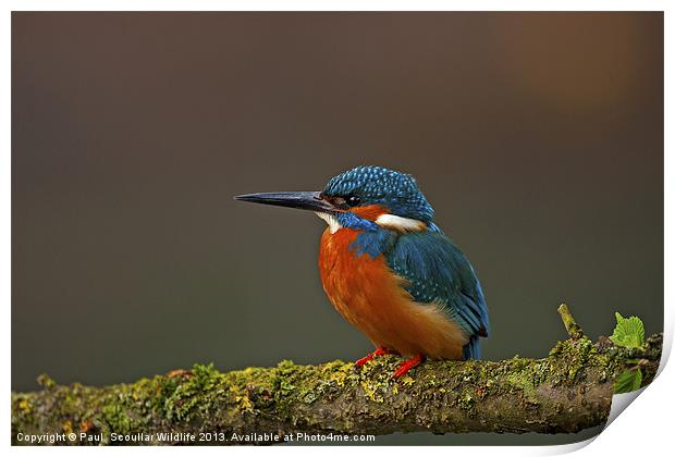 Common Kingfisher Print by Paul Scoullar