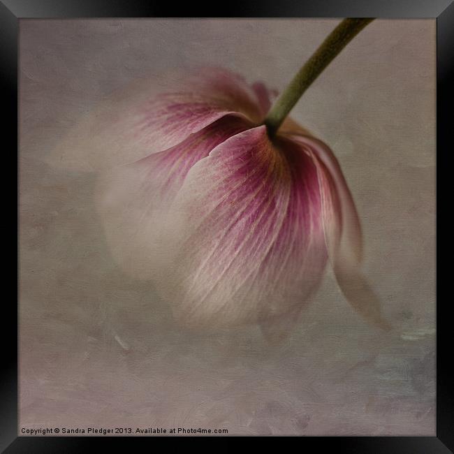 Anemone Framed Print by Sandra Pledger