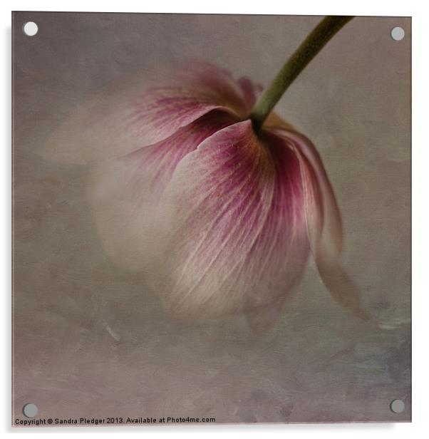 Anemone Acrylic by Sandra Pledger