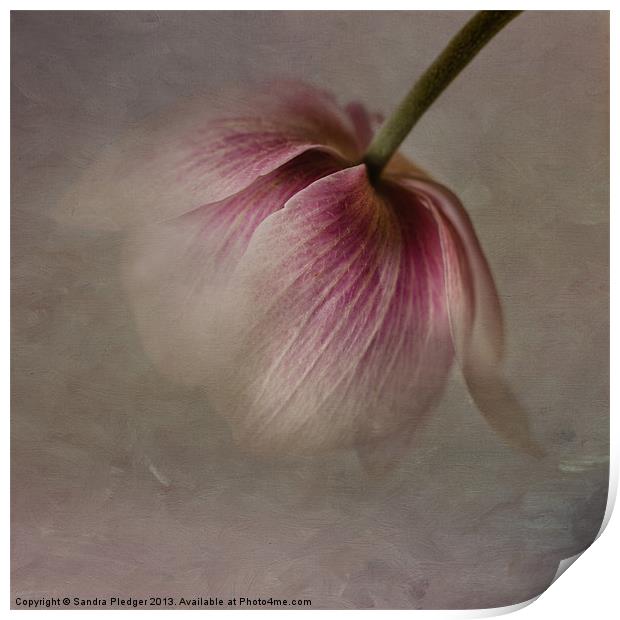 Anemone Print by Sandra Pledger