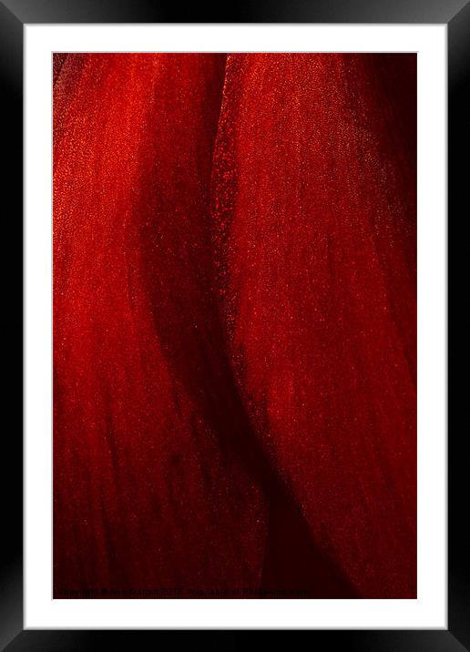 Red Amaryllis Abstract 1 Framed Mounted Print by Ann Garrett