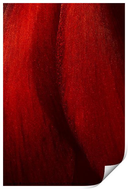 Red Amaryllis Abstract 1 Print by Ann Garrett