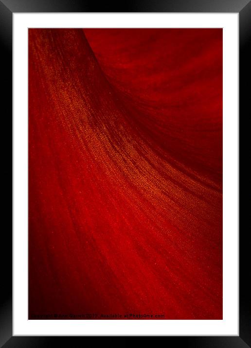 Red Amaryllis Abstract 2 Framed Mounted Print by Ann Garrett