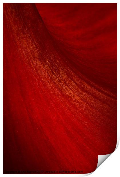 Red Amaryllis Abstract 2 Print by Ann Garrett