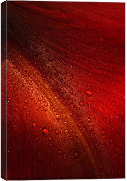 Red Amaryllis Abstract 3 Canvas Print by Ann Garrett
