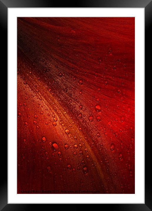 Red Amaryllis Abstract 3 Framed Mounted Print by Ann Garrett