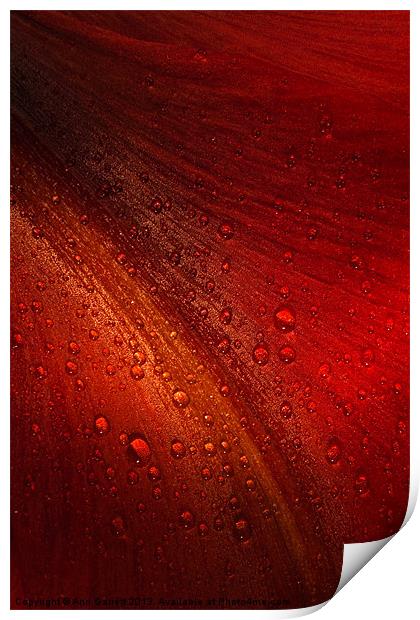 Red Amaryllis Abstract 3 Print by Ann Garrett