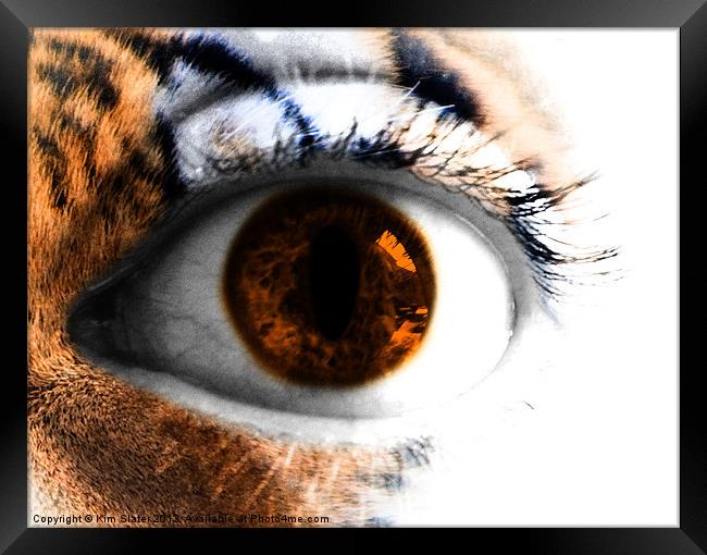Tigers Eye Framed Print by Kim Slater