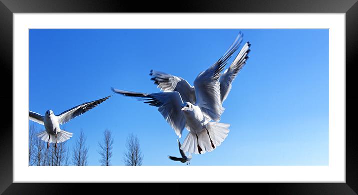 Holding Pattern Framed Mounted Print by Paul May