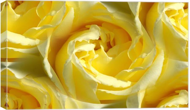 yellow rose Canvas Print by Apple of  your i 