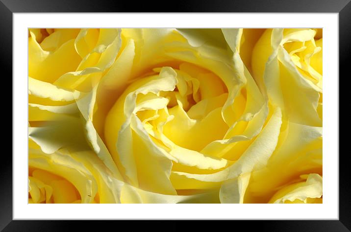 yellow rose Framed Mounted Print by Apple of  your i 