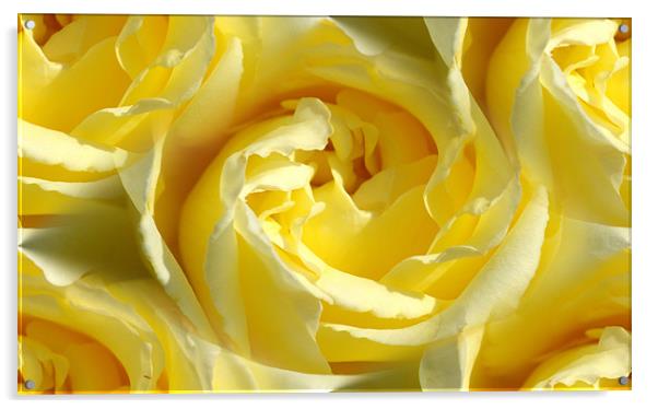 yellow rose Acrylic by Apple of  your i 