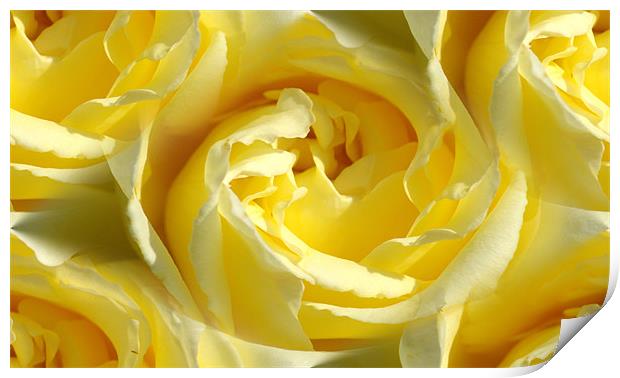 yellow rose Print by Apple of  your i 
